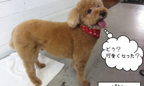 笑顔トイプードル