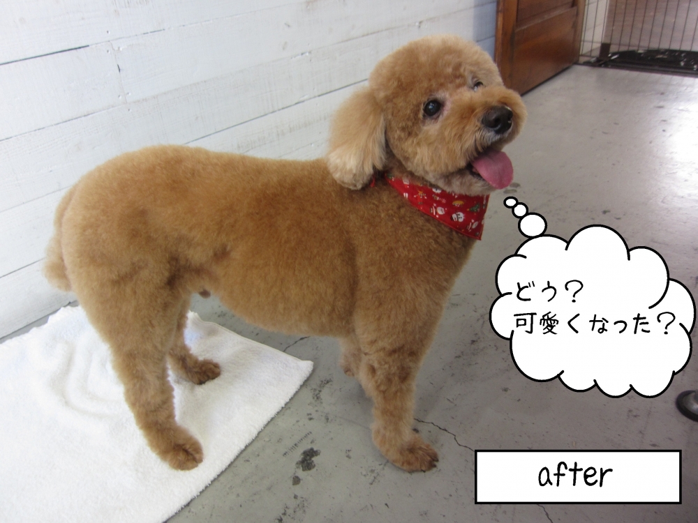 笑顔トイプードル