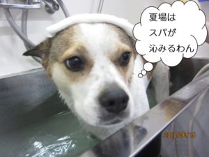 スパ中ミックス犬