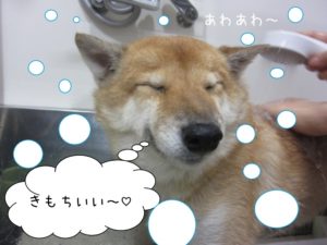 シャンプー中柴犬