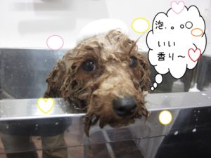 シャンプー中トイプードル