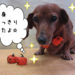 おすましミニチュアダックス