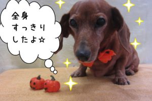 おすましミニチュアダックス