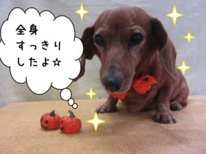 おすましミニチュアダックス