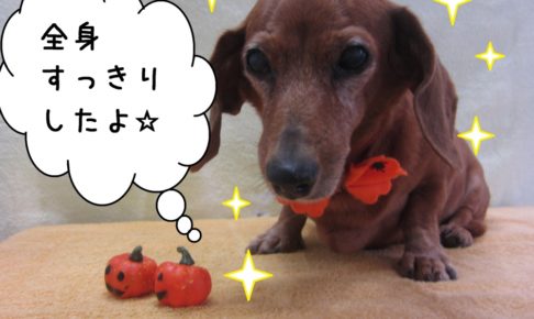 おすましミニチュアダックス