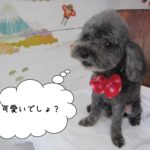 ななめトイプードル