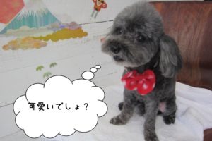 ななめトイプードル