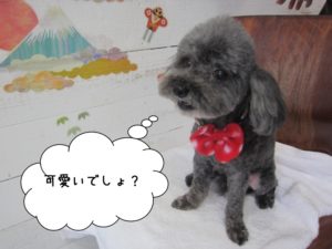 ななめトイプードル