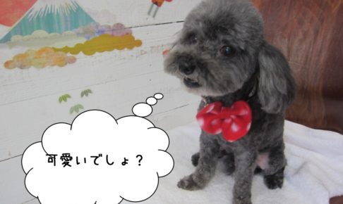 ななめトイプードル