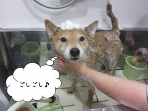 シャンプー中柴犬