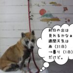 おすまし富士山柴犬