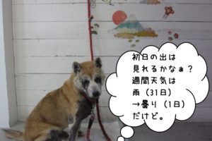 おすまし富士山柴犬