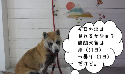 おすまし富士山柴犬