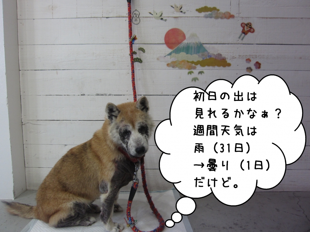 おすまし富士山柴犬