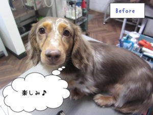 カット前ミニチュアダックス