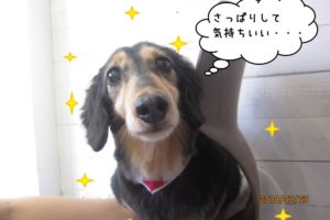 きょとんミニチュアダックス