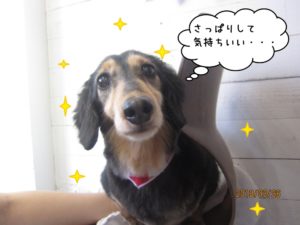 きょとんミニチュアダックス