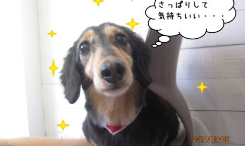 きょとんミニチュアダックス