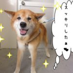笑顔柴犬