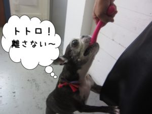 施術後ボストンテリア