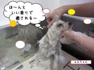 シャンプー中マルチーズ