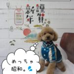 謹賀新年トイプードル