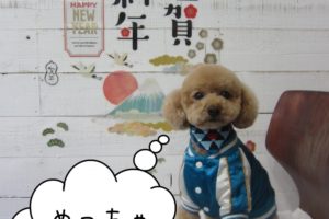 謹賀新年トイプードル