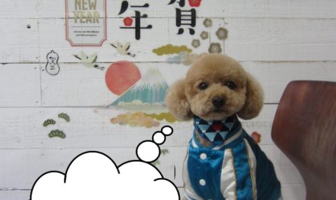 謹賀新年トイプードル