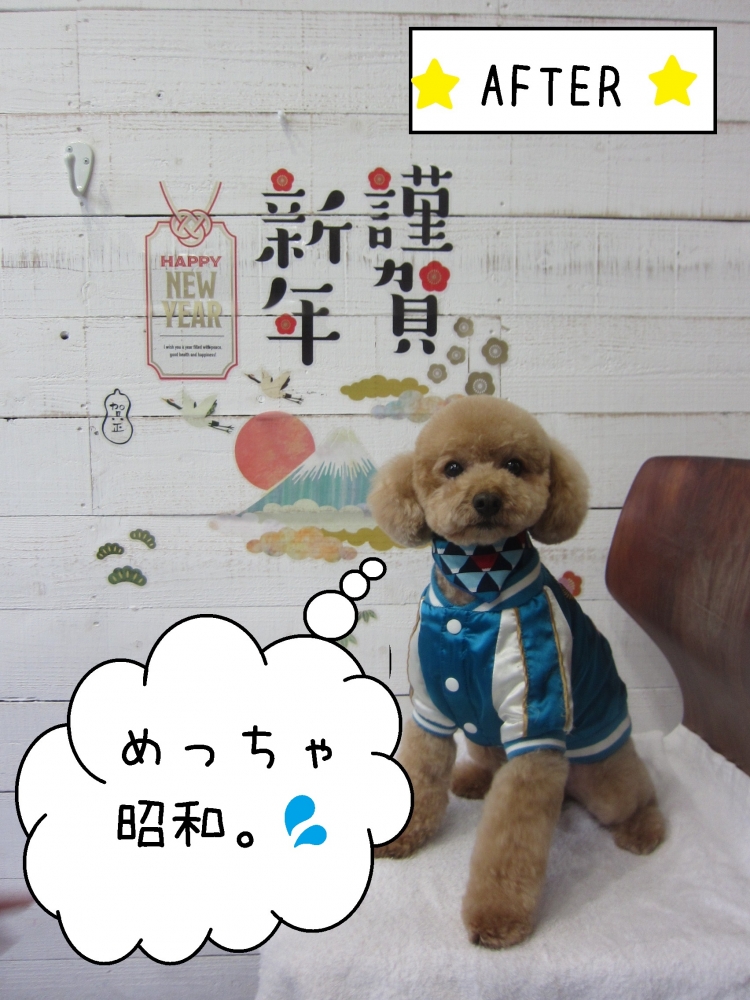 謹賀新年トイプードル