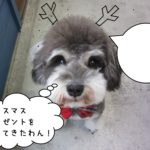 上目遣いMシュナ