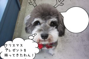 上目遣いMシュナ