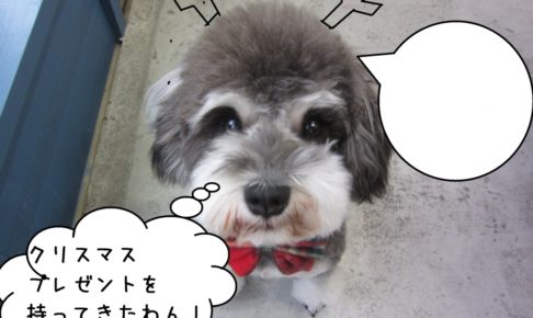 上目遣いMシュナ