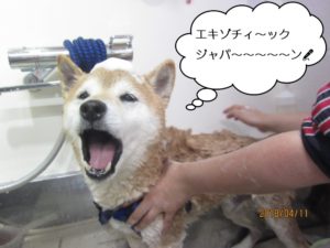 シャンプー中柴犬
