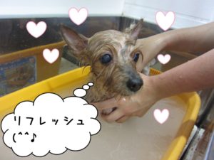 スパ中ヨーキー