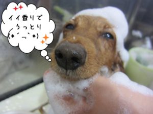 シャンプー中ミニチュアダックス