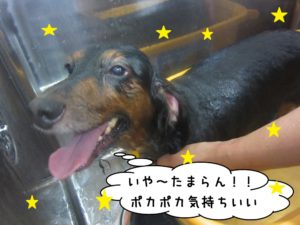 スパ中カニンヘンダックス