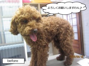 カット前トイプードル