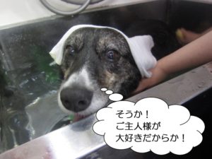 スパ中W・コーギー