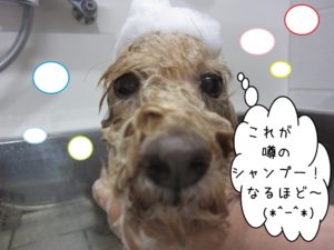 シャンプー中トイプードル