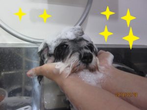 シャンプー中Mシュナ