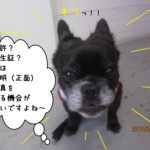 キリッミックス