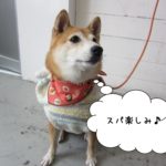 キリっとした豆柴