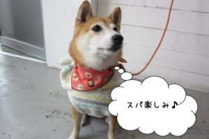 キリっとした豆柴