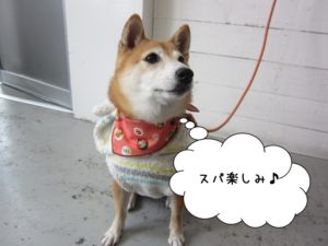 キリっとした豆柴