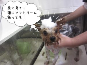 シャンプー中ヨーキー