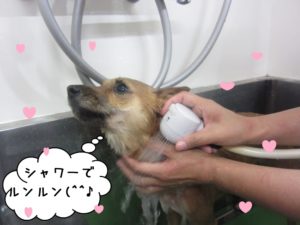 シャンプー中豆柴