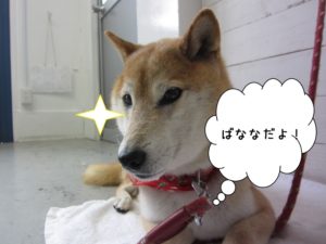 施術後柴犬