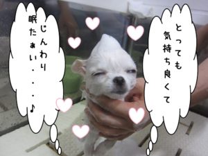シャンプー中チワワ