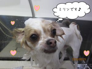 シャンプー中チワワ