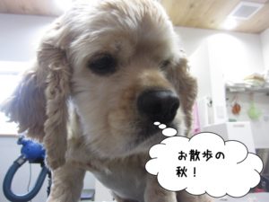 カット前コッカー